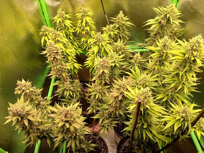 Growreport Bild 13