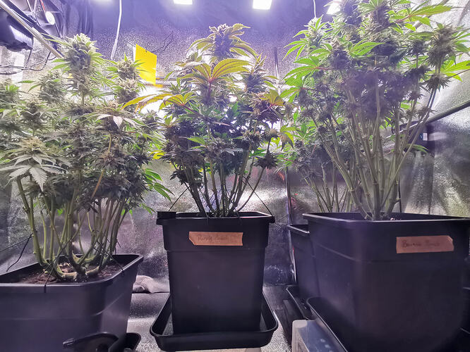 Growreport Bild 4