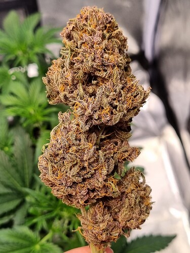 Growreport Bild 16