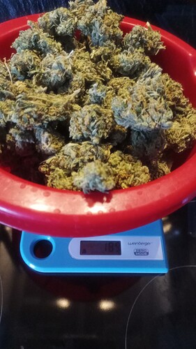 Growreport Bild 13