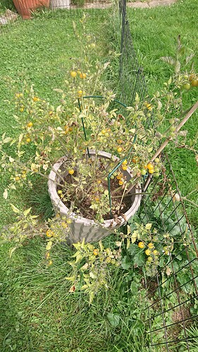 Growreport Bild 30