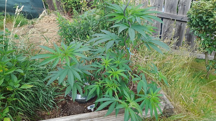 Growreport Bild 35