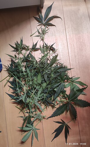 Growreport Bild 19