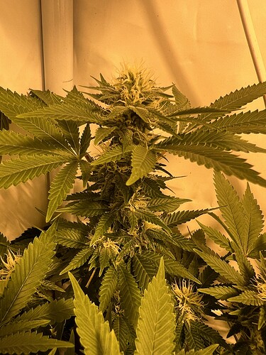 Growreport Bild 2
