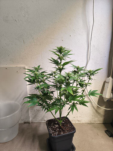 Growreport Bild 1