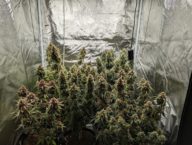 Growreport Bild 2