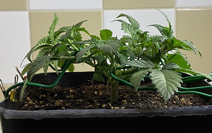 Growreport Bild 52