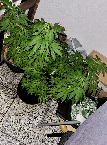 Growreport Bild 3