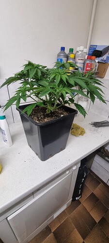 Growreport Bild 13