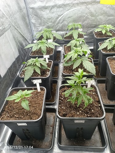 Growreport Bild 13