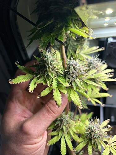 Growreport Bild 1