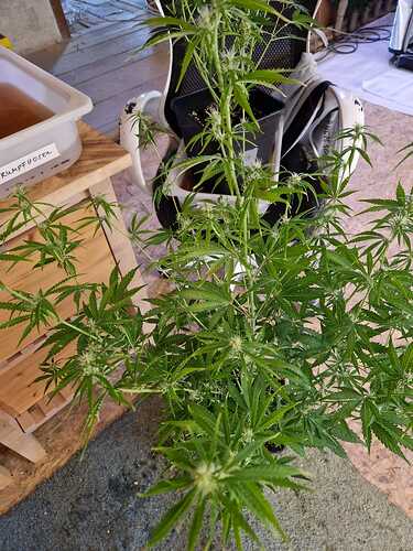 WhatsApp Bild 2024-05-12 um 17.38.47_7c73802b