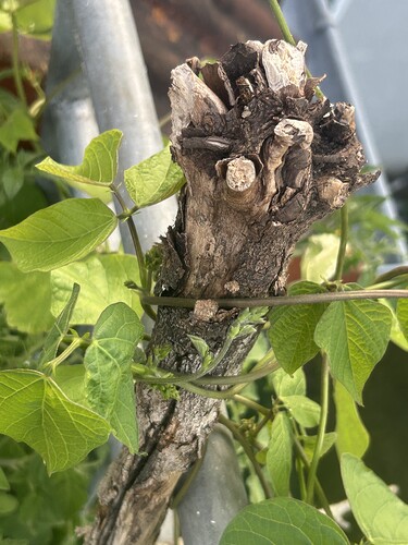 Growreport Bild 48
