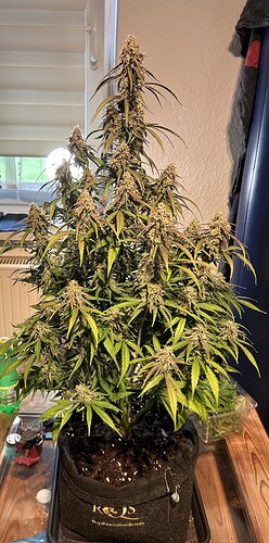 IMG_0600
