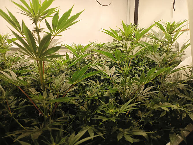 Growreport Bild 6
