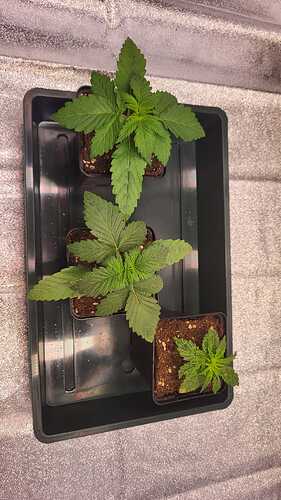Growreport Bild 26
