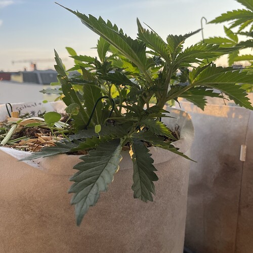 Growreport Bild 12