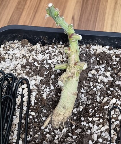 Growreport Bild 36