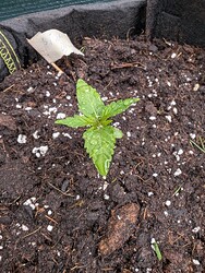 PXL_20250413_065202869