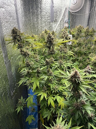 Growreport Bild 3