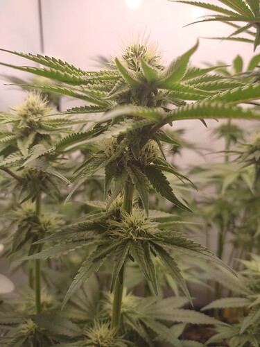 Growreport Bild 11