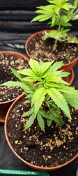 Growreport Bild 12