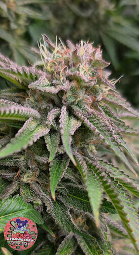 Growreport Bild 24