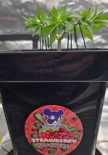 Growreport Bild 35