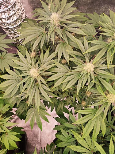 Growreport Bild 5