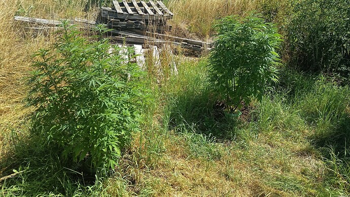 Growreport Bild 1