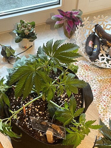Growreport Bild 6