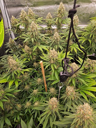 Growreport Bild 27
