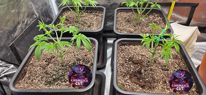 Growreport Bild 8