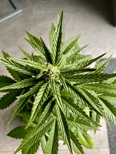 Growreport Bild 6