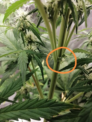 IMG_20240909_201511_edit_3240346971160759