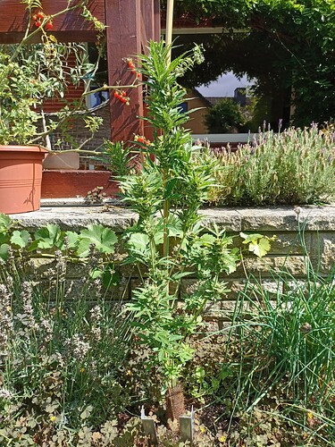 Growreport Bild 4