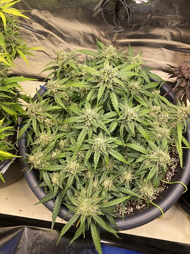 Growreport Bild 5