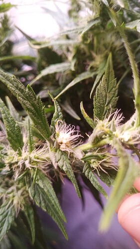 Growreport Bild 3