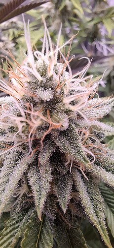 Growreport Bild 1