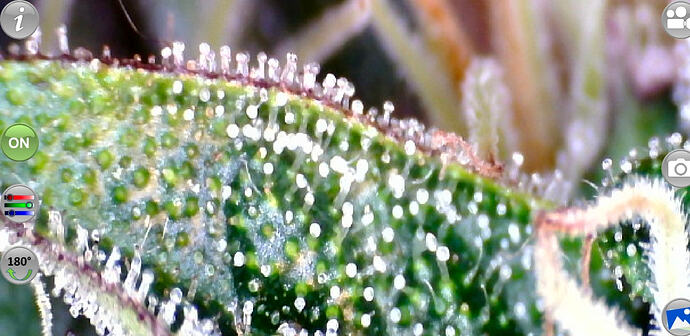 Growreport Bild 35