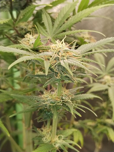 Growreport Bild 1