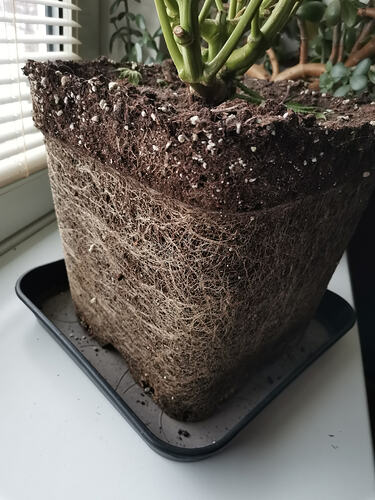 Growreport Bild 4