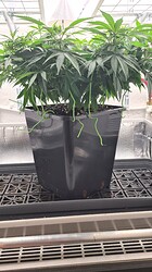 Growreport Bild 37