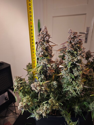 MVIMG_20251204_184507