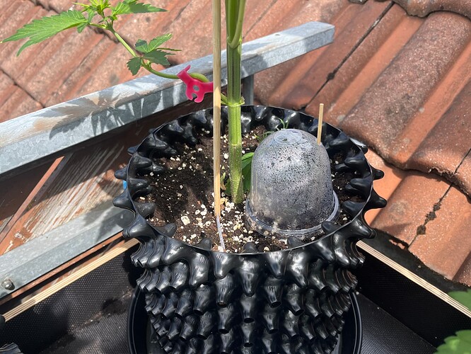 Growreport Bild 3