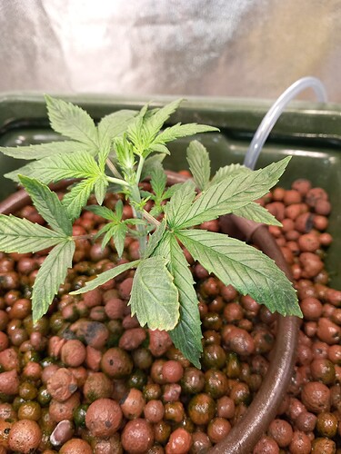 17324179061238993438135245970660