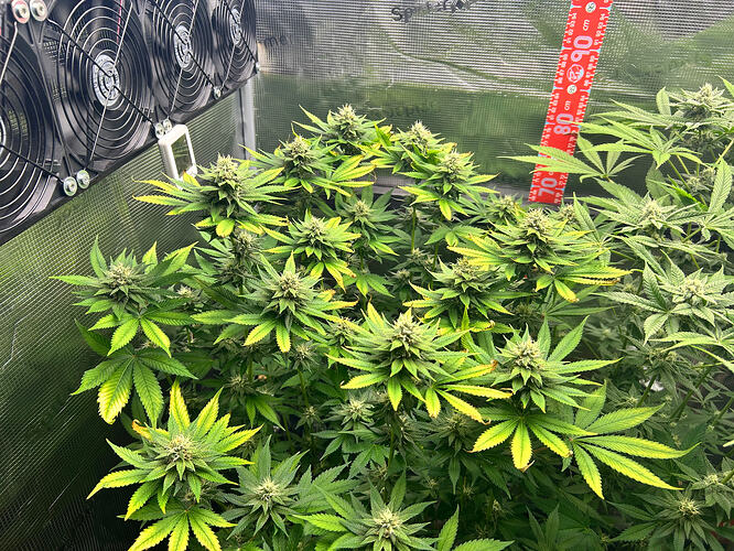Drei Cannabis-Pflanzen in einem Growzelt in der Blütephase, mit sichtbaren Blütenständen und gelblichen Blättern, daneben ein Messstab und Ventilatoren.