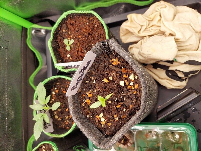 Growreport Bild 3