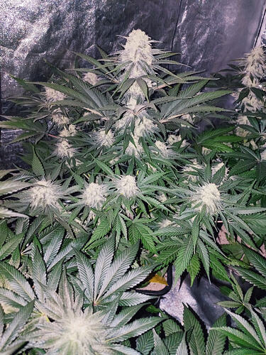 Growreport Bild 6