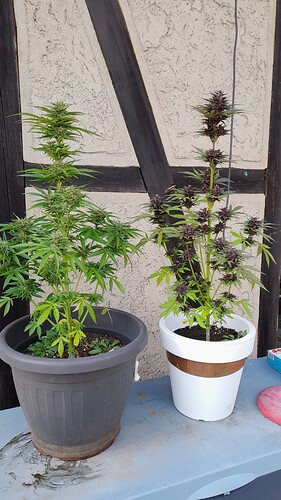 Growreport Bild 2